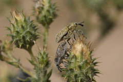 Eustenopus lanuginosus