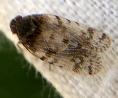 Tachycixius pilosus
