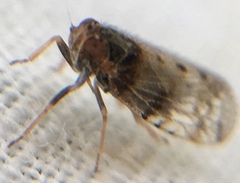 Tachycixius pilosus