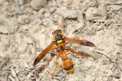 Katamenes dimidiatus