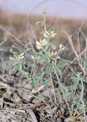 Glycyrrhiza triphylla