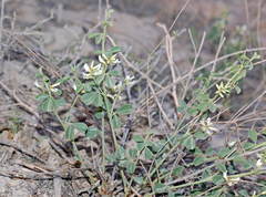 Glycyrrhiza triphylla