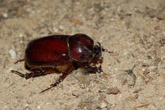 Phyllognathus excavatus