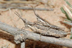 Pyrgomorpha bispinosa