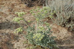 Zosima absinthifolia