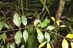 Syzygium crebrinerve