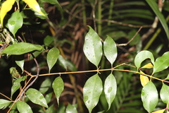 Syzygium crebrinerve