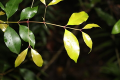 Syzygium crebrinerve