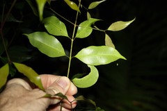 Syzygium crebrinerve