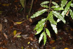 Cinnamomum oliveri