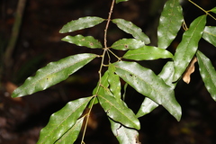 Cinnamomum oliveri