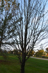 Phytophthora ramorum