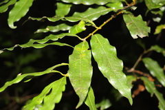 Cinnamomum oliveri