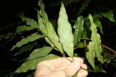 Cinnamomum oliveri