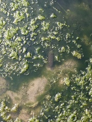 Channa striata