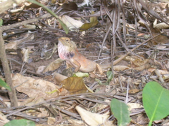 Calotes versicolor