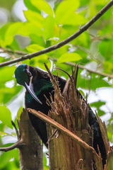 Ptiloris paradiseus