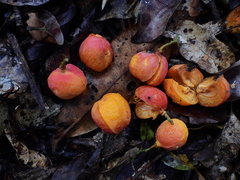 Toechima erythrocarpum