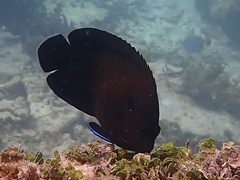 Centropyge multispinis