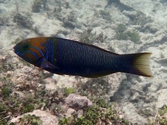 Thalassoma hebraicum