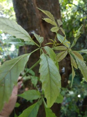Vitex quinata