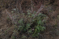 Artemisia