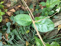 Vincetoxicum hirsutum