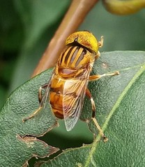 Eristalinus megacephalus
