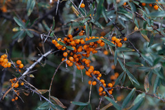 Hippophae rhamnoides