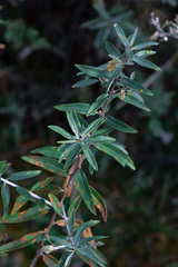 Hippophae rhamnoides