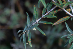 Hippophae rhamnoides