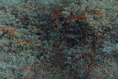 Hippophae rhamnoides