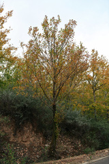 Populus