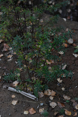 Hippophae rhamnoides