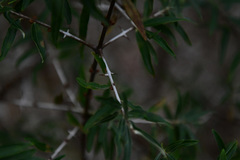 Hippophae rhamnoides
