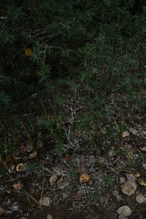 Hippophae rhamnoides