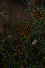 Hippophae rhamnoides