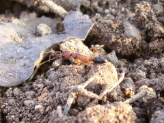 Harpegnathos saltator