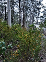 Eucalyptus oreades