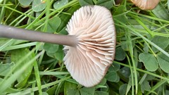 Entoloma lividocyanulum