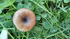 Entoloma lividocyanulum