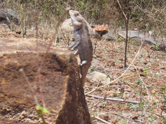 Calotes versicolor