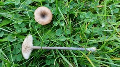 Entoloma lividocyanulum