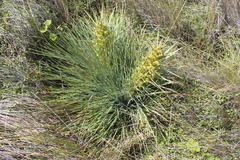 Aciphylla squarrosa squarrosa