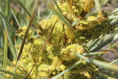 Aciphylla squarrosa squarrosa