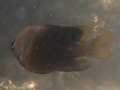 Chrysiptera unimaculata