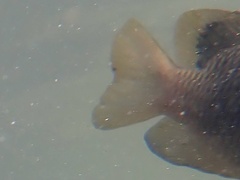 Chrysiptera unimaculata