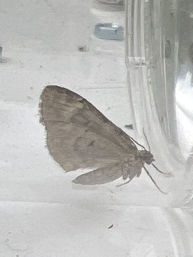 Spruce Carpet