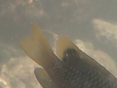 Chrysiptera unimaculata