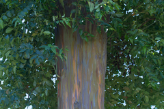 Eucalyptus deglupta